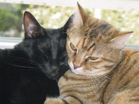 goli chat